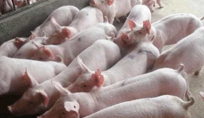 猪肉价格上涨, 现在养猪怎么样, 还能致富吗