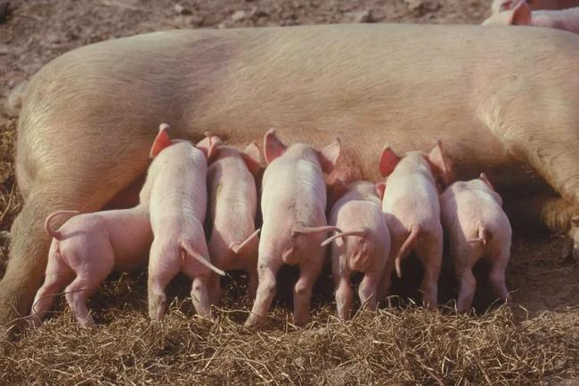 一是,形成陕西生猪良种繁育体系,提倡二元母猪含有丹系,加系,法系血统