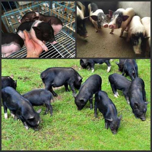 藏香猪,陆川猪,长白猪,三元猪 杜洛克 苏太母猪 太湖猪等畜牧良种!
