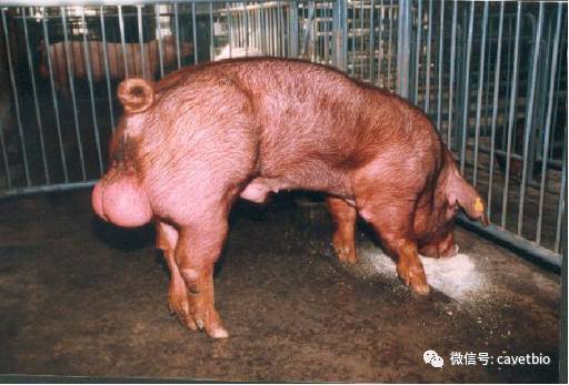 杂交所获得的商品肉猪(杜长大或杜大长)也是国内生鲜猪肉的主要产品